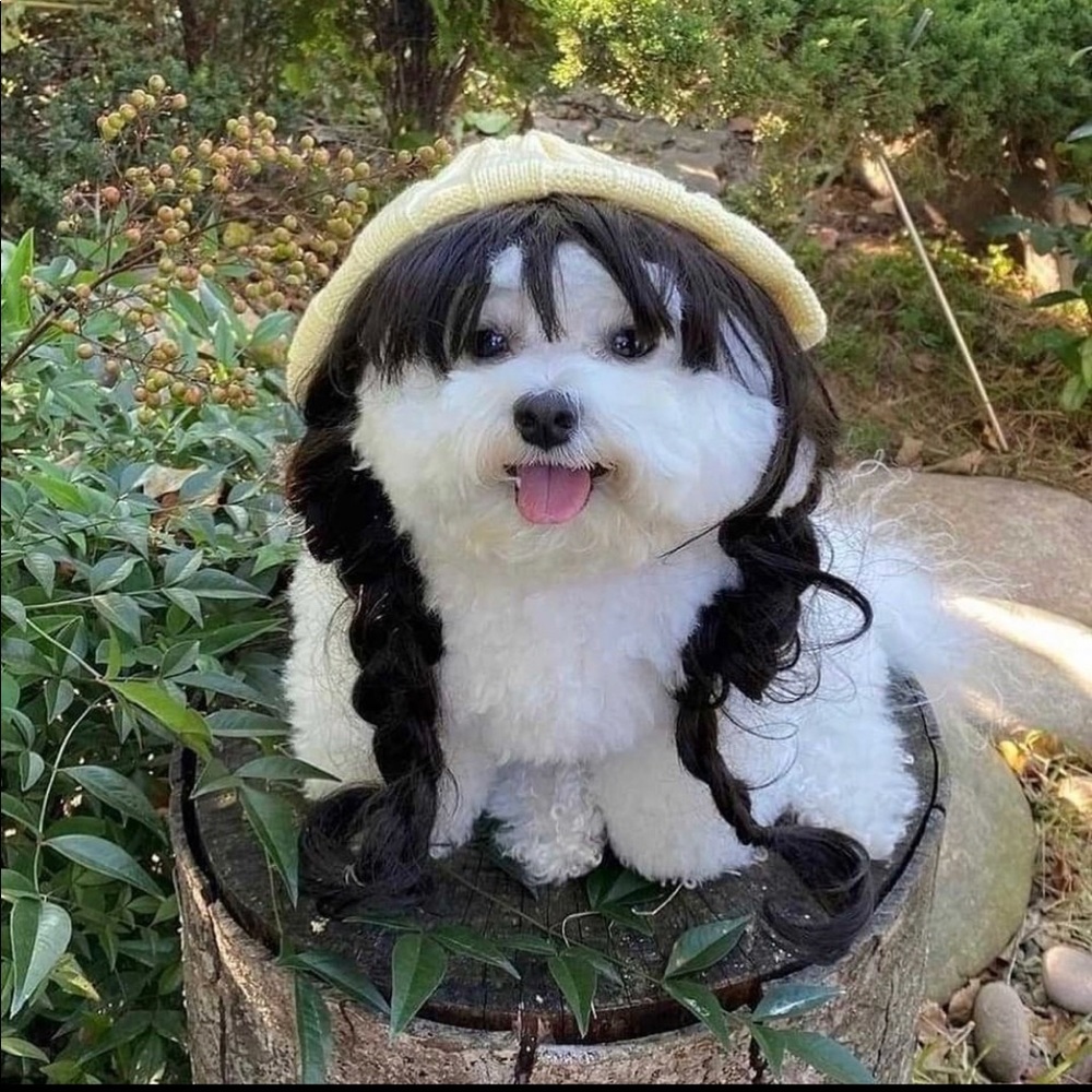 Meet your Posher, Dorothy